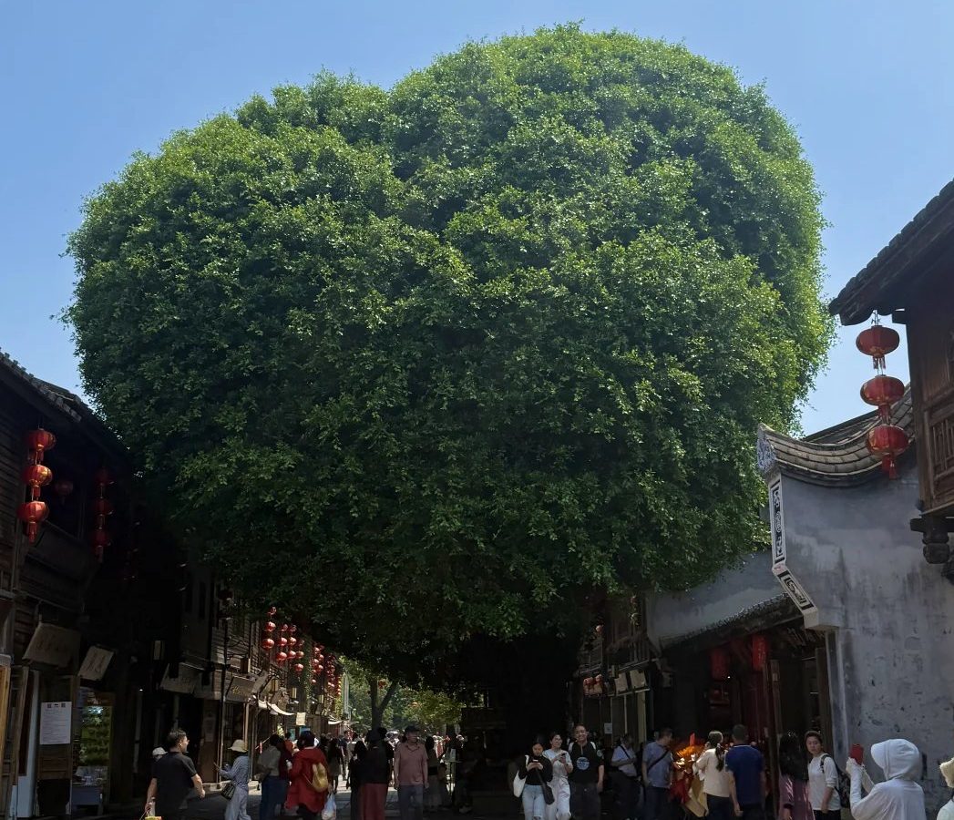 账号被盗怎么处理 · 国际生活场景
